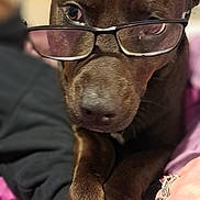 Karamylla joined the competition — help win amazing prizes! animal, bed, black_glasses, blanket, brown_dog, canine, close_up, dog, fabric, finger, fur, glasses, human_hand, indoor, nail, paw, pet, playing, ring, snout