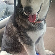 Evies is registered to the contest to win money with this photo: dog, husky, blue_eyes, tongue_out, car_interior, sitting, packaging, soda_pack, dr_pepper, cherry, window, rain_drops, tire, seat, collar, pet, animal, mammal, fur, happy