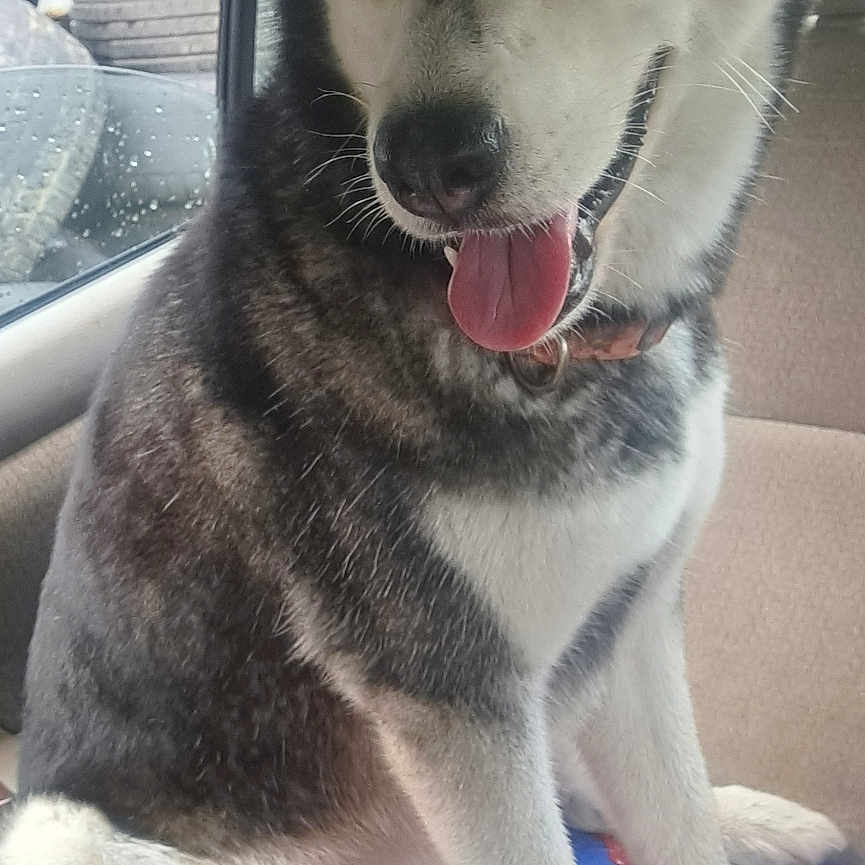 Evies is registered to the contest to win money with this photo: animal, blue_eyes, car_interior, cherry, collar, dog, dr_pepper, fur, happy, husky, mammal, packaging, pet, rain_drops, seat, sitting, soda_pack, tire, tongue_out, window