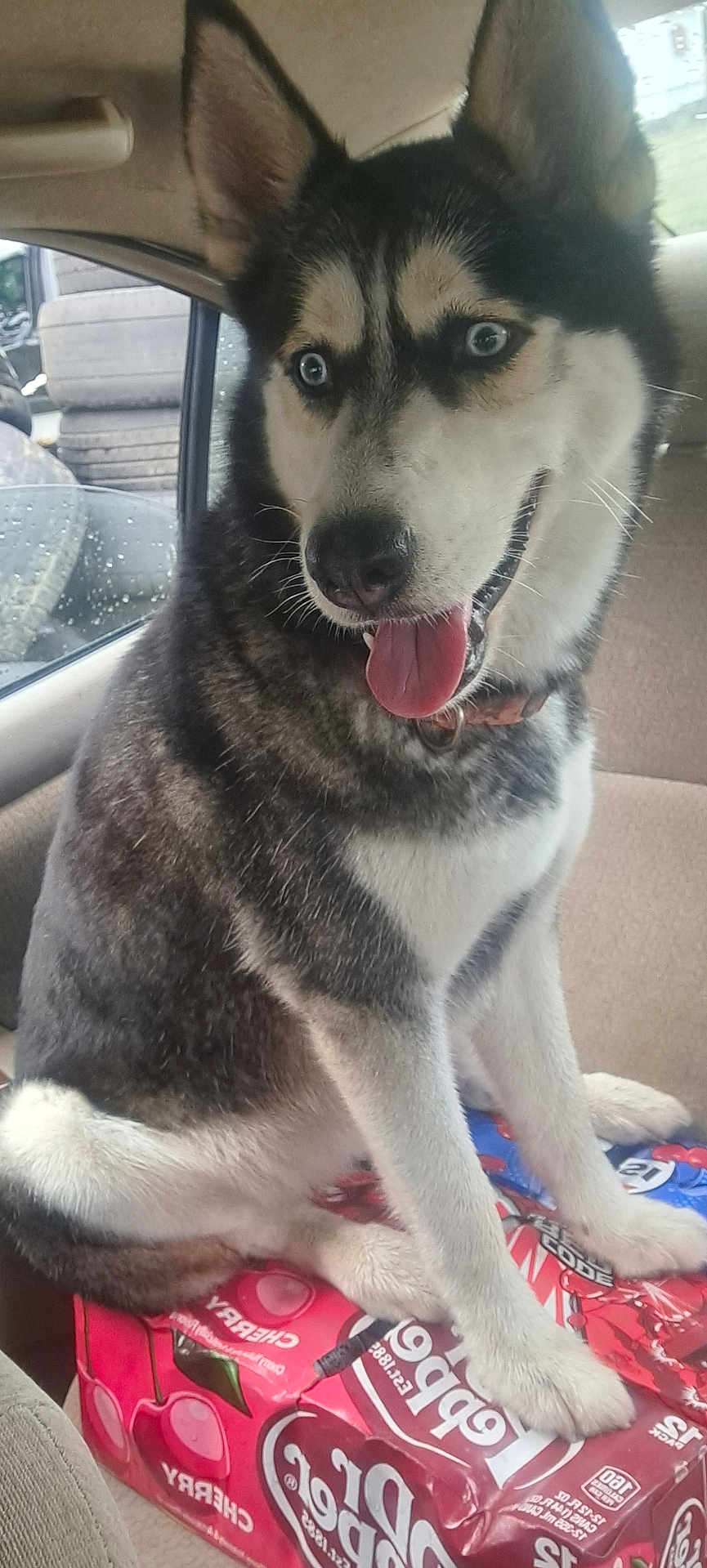 Evies is registered to the contest to win money with this photo: dog, husky, blue_eyes, tongue_out, car_interior, sitting, packaging, soda_pack, dr_pepper, cherry, window, rain_drops, tire, seat, collar, pet, animal, mammal, fur, happy