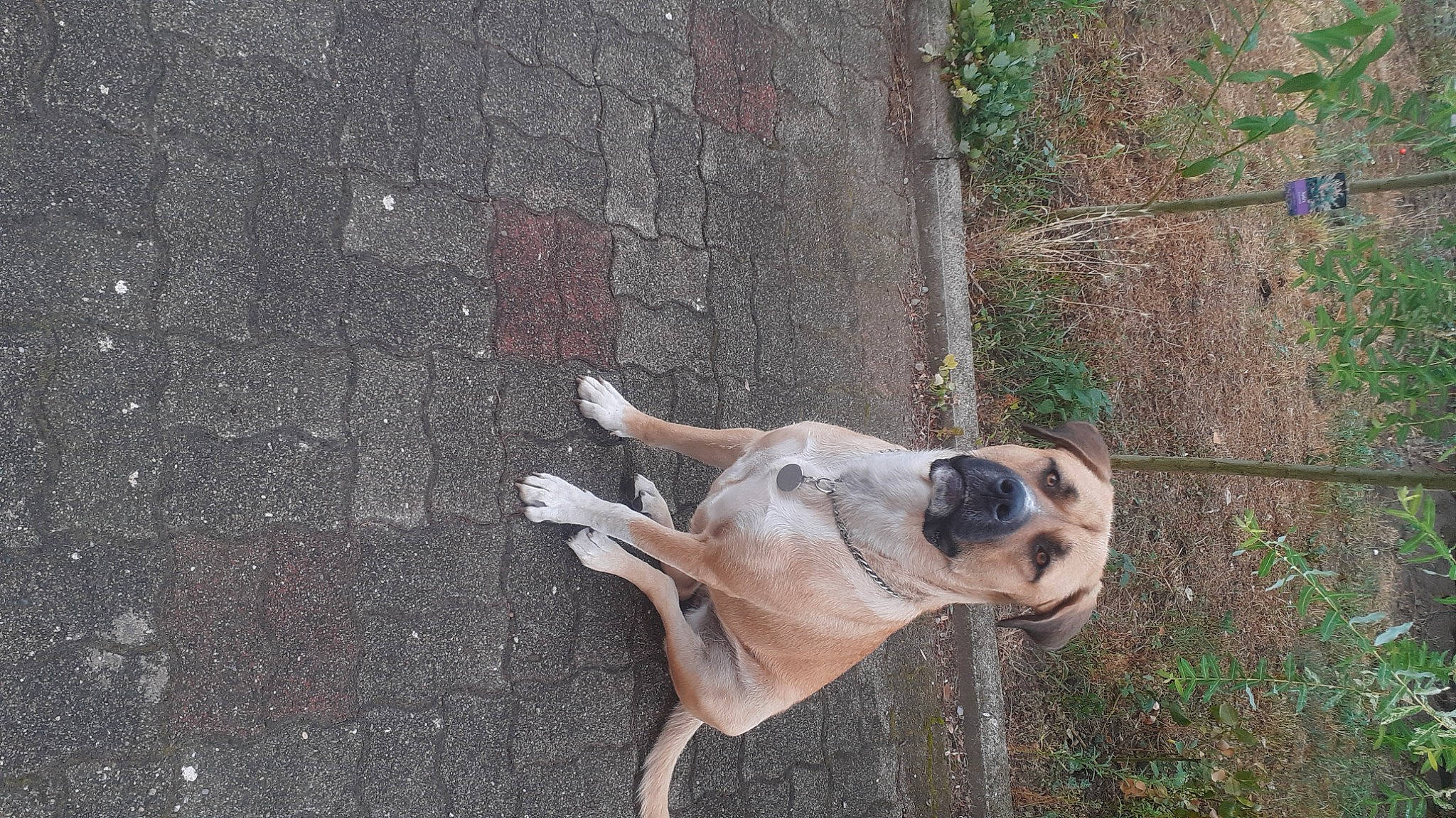 Belle participe au concours pour gagner de l'argent avec cette photo : canidae, carnivore, collar, companion_dog, concrete, dog, dog_breed, dog_collar, dog_supply, fawn, pet_supply, plant, road_surface, snout, sporting_group, tail, terrestrial_animal, wildlife, wood, working_animal