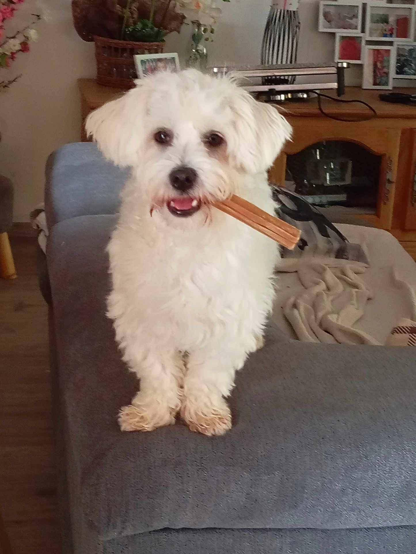 Vanille participe au concours pour gagner de l'argent avec cette photo : dog, white_dog, fluffy, pet, indoor, living_room, couch, chew_stick, furniture, blanket, decor, wood_floor, smiling, animal, home, happy, standing, toy, cozy, domestic