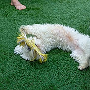 Vanille a rejoint le concours — aidez-le/la à gagner de superbes lots ! dog, white_dog, toy, rope_toy, grass, outdoor, playful, rolling, barefoot, foot, wicker_chair, pet, cute, fur, animal, summer, green_grass, fun, relaxing, happy