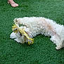 dog, white_dog, toy, rope_toy, grass, outdoor, playful, rolling, barefoot, foot, wicker_chair, pet, cute, fur, animal, summer, green_grass, fun, relaxing, happy