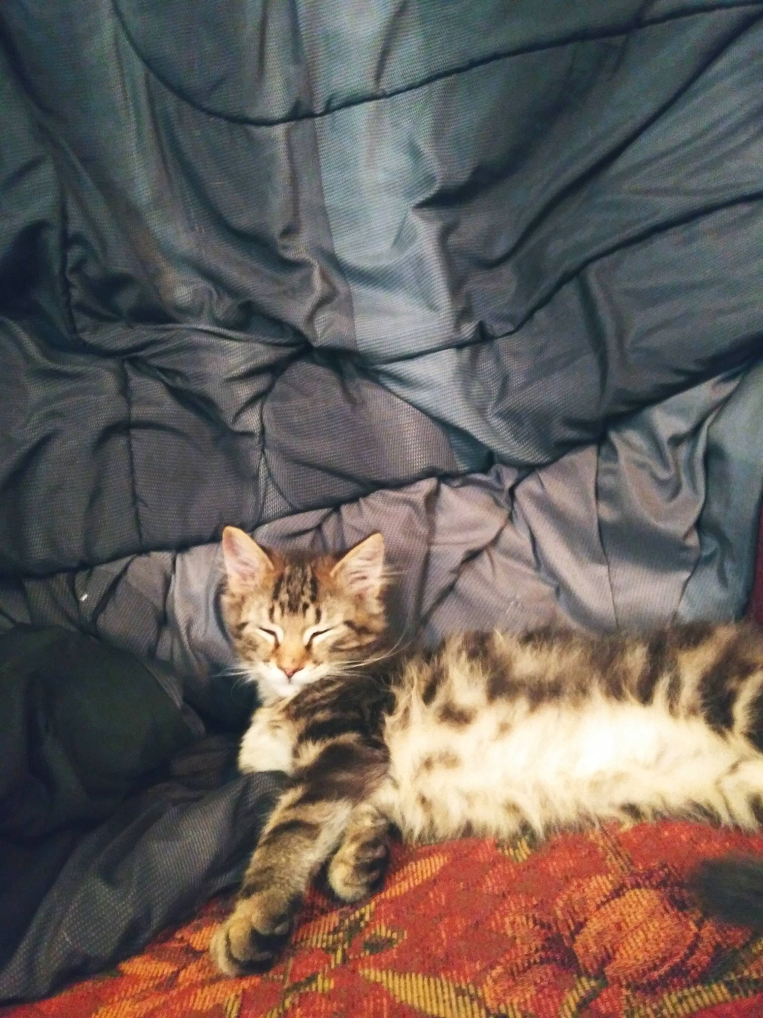 Loki is registered to the contest to win money with this photo: carnivore, cat, claw, comfort, couch, domestic_short_haired_cat, fawn, felidae, fur, grey, human_leg, linens, mammal, nap, paw, small_to_medium_sized_cats, tail, textile, tree, whiskers