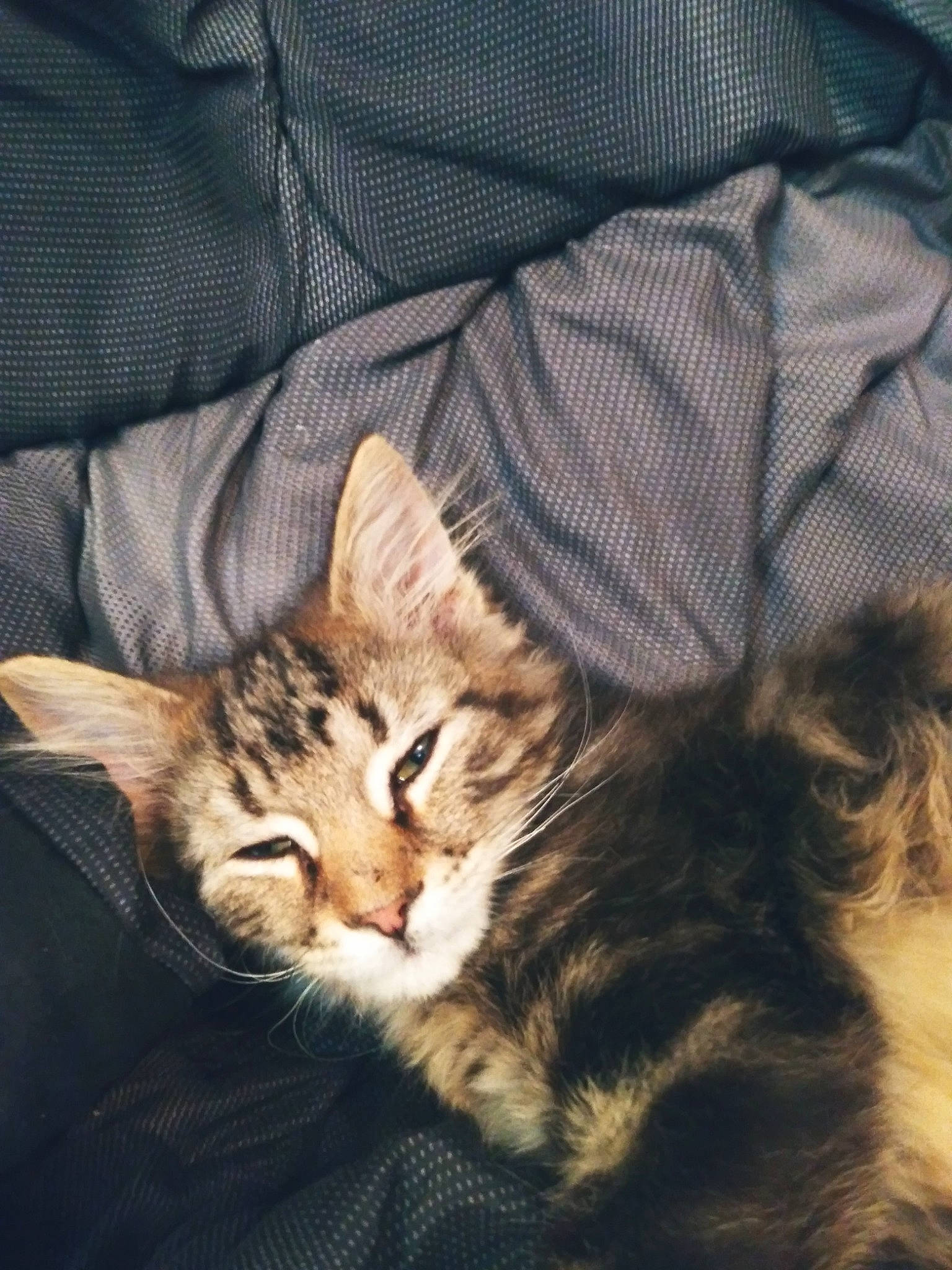 Loki joined the competition — help win amazing prizes! carnivore, cat, cat_supply, claw, comfort, domestic_short_haired_cat, fawn, felidae, fur, nap, paw, sitting, sleep, small_to_medium_sized_cats, snout, tail, terrestrial_animal, tree, whiskers, wildlife