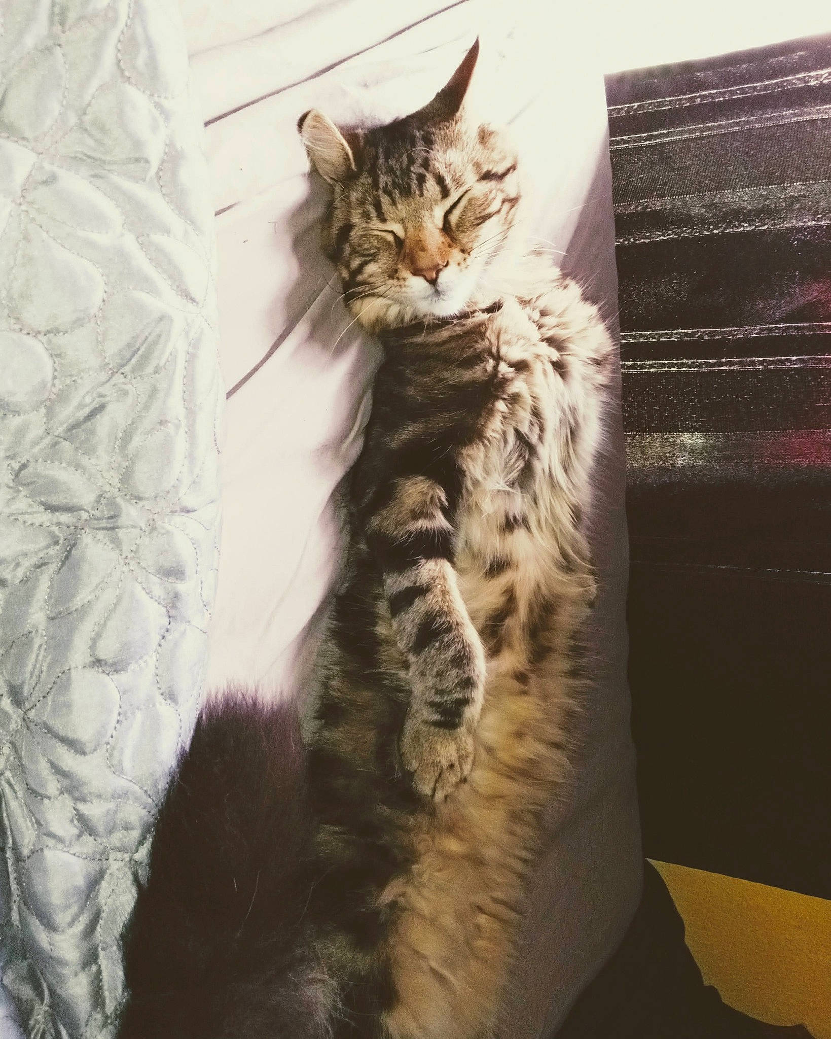 Loki is registered to the contest to win money with this photo: carnivore, cat, claw, comfort, domestic_short_haired_cat, door, felidae, fur, paw, small_to_medium_sized_cats, snout, tail, terrestrial_animal, tree, whiskers, wildlife