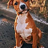 Athéna participe au concours pour gagner de l'argent avec cette photo : dog, puppy, brown, white, sitting, outdoor, head_tilt, curious, pet, canine, fur, animal, young_dog, nature, golden_hour, sunlight, portrait, cute, adorable, background_blur