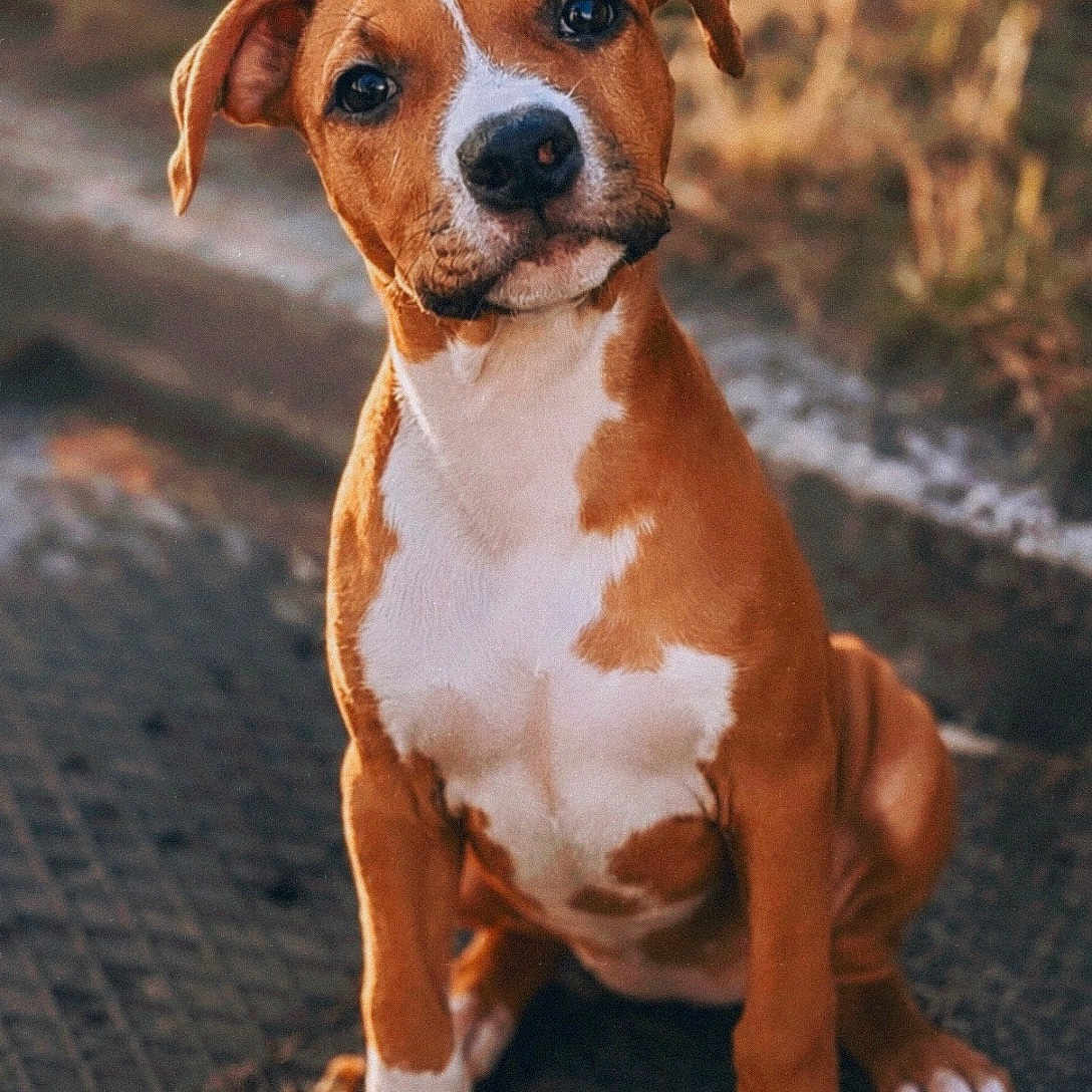 Athéna participe au concours pour gagner de l'argent avec cette photo : dog, puppy, brown, white, sitting, outdoor, head_tilt, curious, pet, canine, fur, animal, young_dog, nature, golden_hour, sunlight, portrait, cute, adorable, background_blur
