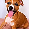 Athéna a rejoint le concours — aidez-le/la à gagner de superbes lots ! puppy, dog, brown, white, tongue_out, cute, pet, animal, portrait, smiling, ears, fur, indoor, looking_at_camera, young, friendly, lying_down, pink_blanket, white_background, playful