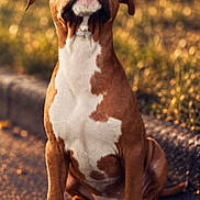 Athéna participe au concours pour gagner de l'argent avec cette photo : dog, brown, white, sitting, pavement, outdoor, sunlight, grass, curious, pet, canine, animal, ears, paw, nose, portrait, young, cute, nature, daylight
