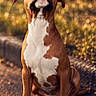 dog, brown, white, sitting, pavement, outdoor, sunlight, grass, curious, pet, canine, animal, ears, paw, nose, portrait, young, cute, nature, daylight