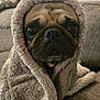 Izze is registered to the contest to win money with this photo: dog, pug, blanket, cozy, fur, indoors, couch, pet, wrapped, cute, face, snout, animal, brown, texture, soft, furrowed_brow, close_up, relaxed, companion