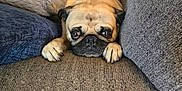 Izze is registered to the contest to win money with this photo: dog, pug, couch, pillows, pet, indoor, resting, brown, fur, closeup, animal, cute, sleepy, home, cozy, face, canine, looking, relaxed, living_room