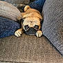 dog, pug, couch, pillows, pet, indoor, resting, brown, fur, closeup, animal, cute, sleepy, home, cozy, face, canine, looking, relaxed, living_room