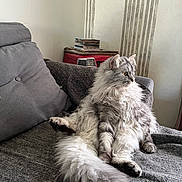 Eros participe au concours pour gagner de l'argent avec cette photo : cat, fluffy, gray, white, couch, blanket, indoor, pet, furniture, relaxed, sitting, tail, long_hair, cozy, retro, radio, records, side_view, home, comfortable