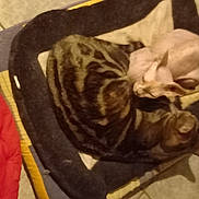 Mimite Et Bandit participe au concours pour gagner de l'argent avec cette photo : canidae, carnivore, cat, cat_bed, comfort, companion_dog, dog_breed, domestic_short_haired_cat, fawn, felidae, fur, nap, paw, room, small_to_medium_sized_cats, sporting_group, tail, terrestrial_animal, whiskers, wood