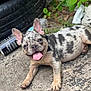 dog, french_bulldog, panting, tongue, smiling, lying_down, spotted_coat, short_hair, collar, close_up, outdoor, pavement, tire, discarded_can, greenery, leaf, dirt, cute, pet, portrait