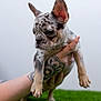 puppy, dog, merle, tattoo, hand, grass, portrait, large_ears, cute, pet, young_dog, small_breed, indoor, white_background, holding, closeup, paw, fur, whiskers, studio_lighting