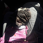 Stormi joined the competition — help win amazing prizes! dog, puppy, french_bulldog, wrinkled_face, sleeping, pink_dress, floral_pattern, pet_clothing, human_lap, sunlight, high_contrast, shadow, cozy, close_up, snout, ear, hoodie, fabric, adorable, seat