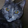animal, cardboard_box, cat, close_up, curious, cute, domestic_animal, ears, face, feline, grey_cat, indoor, looking_at_camera, pet, portrait, resting, social_media_overlay, whiskers, yellow_eyes, young_cat