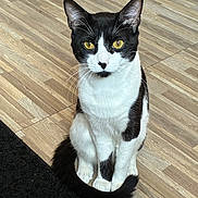 Mylo is registered to the contest to win money with this photo: cat, black_and_white, yellow_eyes, sitting, wooden_floor, curious, pet, indoor, fur, tail, whiskers, animal, domestic_cat, looking_at_camera, cute, feline, black_rug, pose, alert, ears