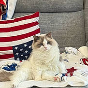 Me. Gibbs joined the competition — help win amazing prizes! american_flag, blanket, blue_eyes, cat, couch, cozy, cute, domestic_animal, fluffy, furniture, gray_fur, home, indoor, pet, pillow, relaxed, resting, sitting, soft_texture, white_fur