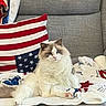 american_flag, blanket, blue_eyes, cat, couch, cozy, cute, domestic_animal, fluffy, furniture, gray_fur, home, indoor, pet, pillow, relaxed, resting, sitting, soft_texture, white_fur