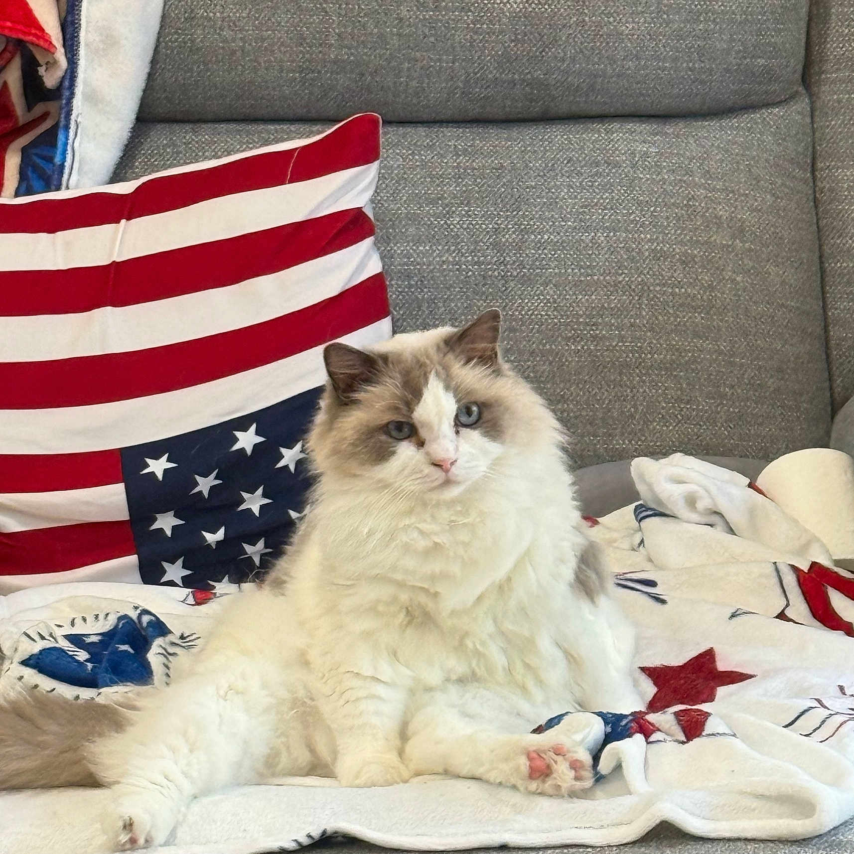 Me. Gibbs joined the competition — help win amazing prizes! american_flag, blanket, blue_eyes, cat, couch, cozy, cute, domestic_animal, fluffy, furniture, gray_fur, home, indoor, pet, pillow, relaxed, resting, sitting, soft_texture, white_fur
