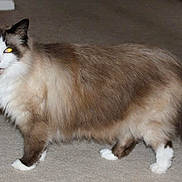 Maddux is registered to the contest to win money with this photo: aegean_cat, asian_semi_longhair, carnivoran, cat, cat_like_mammal, domestic_long_haired_cat, domestic_short_haired_cat, fauna, fur, kurilian_bobtail, mammal, norwegian_forest_cat, ragamuffin, ragdoll, small_to_medium_sized_cats, tail, turkish_angora, whiskers