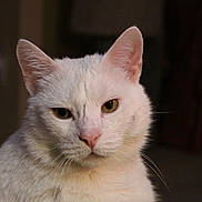 Achillas is registered to the contest to win money with this photo: aegean_cat, asian_semi_longhair, burmilla, cat, cat_like_mammal, domestic_short_haired_cat, european_shorthair, eye, fauna, javanese, khao_manee, kitten, small_to_medium_sized_cats, snout, turkish_angora, turkish_van, whiskers