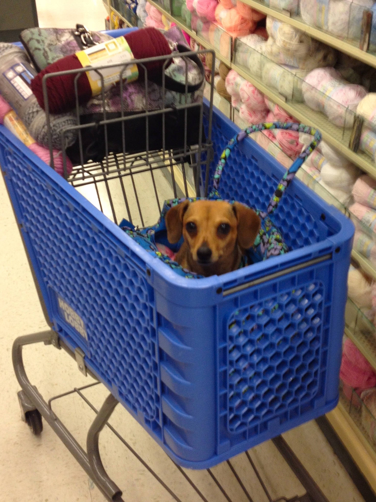 Carly is registered to the contest to win money with this photo: animal_shelter, basket, bicycle_basket, cage, canidae, companion_dog, dog_breed, dog_crate, dog_supply, kennel, pet_supply, puppy, storage_basket, vehicle, wicker