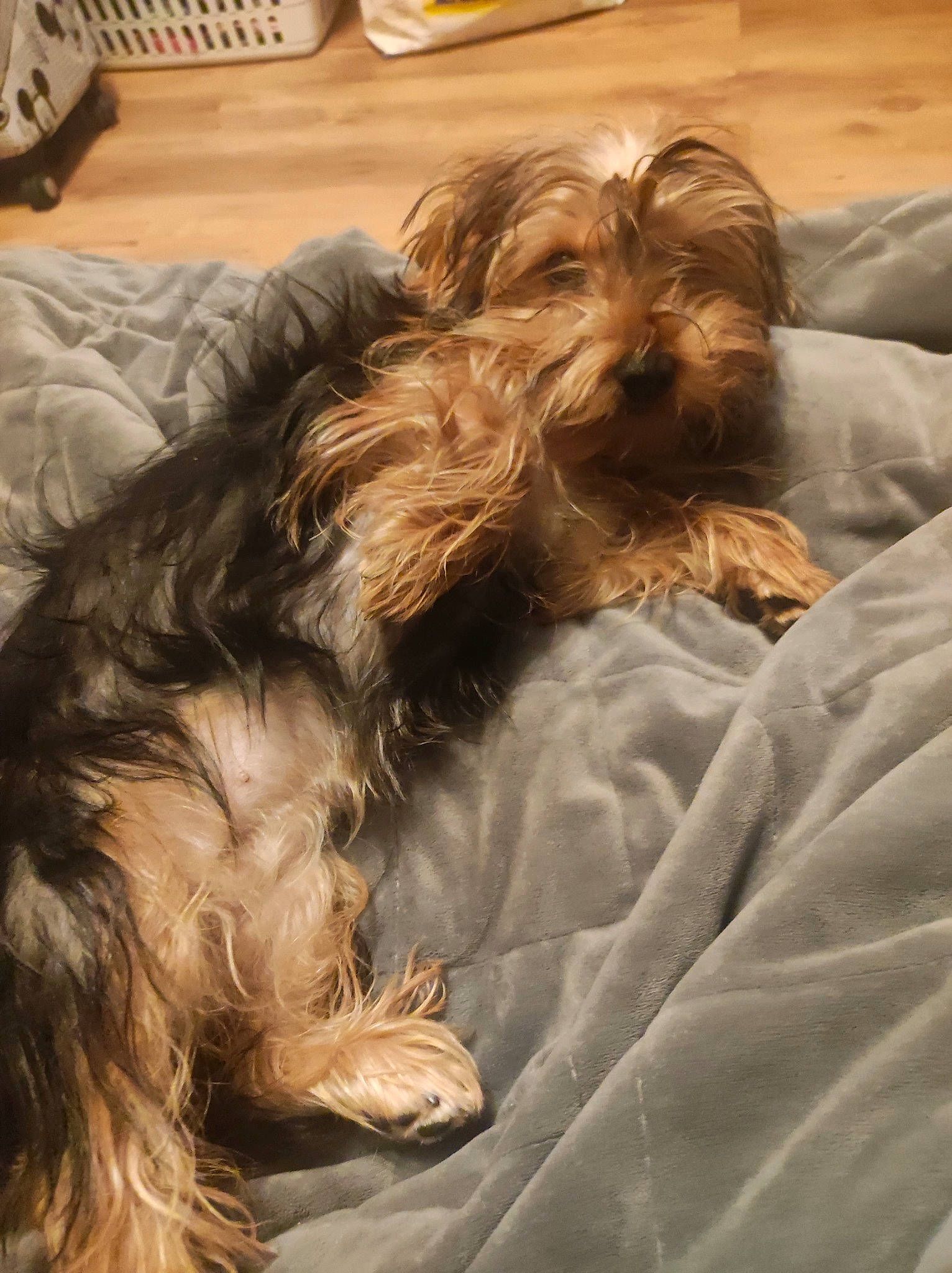 Pépette participe au concours pour gagner de l'argent avec cette photo : canidae, carnivore, comfort, companion_dog, dog, dog_breed, dog_supply, fawn, fur, liver, nap, paw, snout, sporting_group, tableware, tail, terrier, toy_dog, wood, working_animal