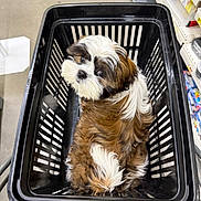 Alva a rejoint le concours — aidez-le/la à gagner de superbes lots ! puppy, dog, shopping_basket, pet, store, aisle, fur, brown, white, cute, animal, looking_up, shopping, indoor, floor, curious, small_dog, basket, pet_store, adorable