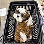 puppy, dog, shopping_basket, pet, store, aisle, fur, brown, white, cute, animal, looking_up, shopping, indoor, floor, curious, small_dog, basket, pet_store, adorable