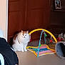 animal, baby_play_gym, cat, colorful, cozy, curious, cute, domestic, floor, fluffy, furniture, home, indoor, orange, pet, quiet, sitting, toy, white, wooden_cabinet