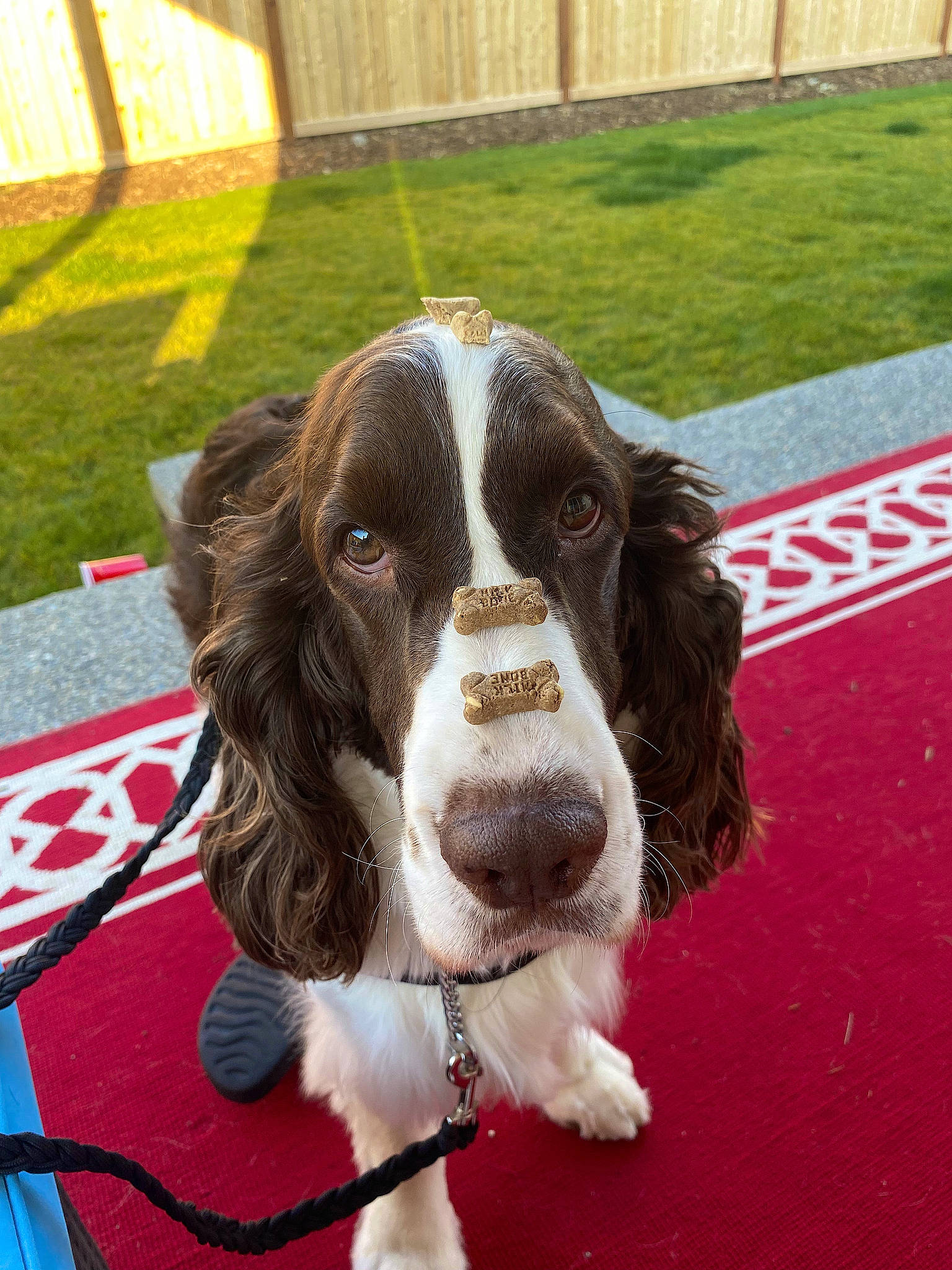 Zeke joined the competition — help win amazing prizes! biting, canidae, carnivore, cavalier_king_charles_spaniel, cocker_spaniel, collar, companion_dog, dog, dog_breed, dog_collar, flooring, fur, grass, gun_dog, liver, snout, spaniel, sporting_group, whiskers, working_animal