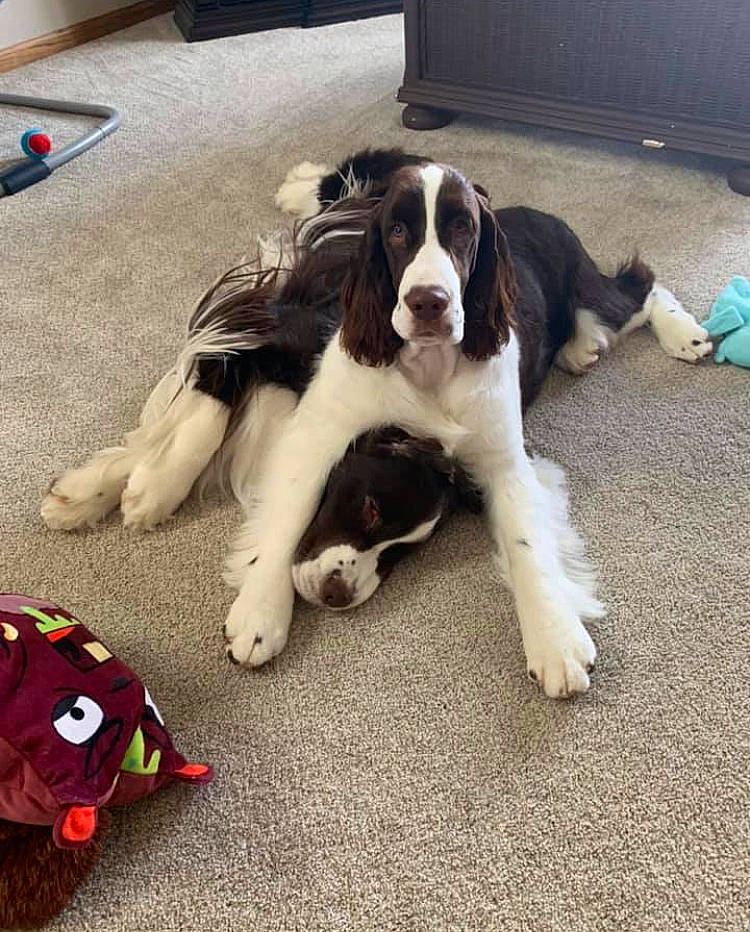 Zeke joined the competition — help win amazing prizes! canidae, carmine, carnivore, companion_dog, dog, dog_breed, event, flooring, foot, fur, grass, human_leg, liver, metal, snout, spaniel, sporting_group, tail, toy, working_dog