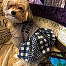 Kiki is registered to the contest to win money with this photo: dog, small_dog, pet, clothing, plaid_skirt, cute, fluffy, sitting, blanket, couch, indoor, cozy, fur, looking_up, home, textile, fabric, animal, companion, domestic