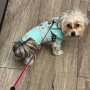 Kiki joined the competition — help win amazing prizes! dog, small_dog, pet, leash, sweater, clothing, indoor, floor, stone_floor, curious, fluffy, white_fur, brown_fur, animal, companion, cute, looking_up, standing, domestic_animal, puppy