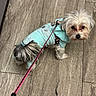 dog, small_dog, pet, leash, sweater, clothing, indoor, floor, stone_floor, curious, fluffy, white_fur, brown_fur, animal, companion, cute, looking_up, standing, domestic_animal, puppy