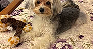 Kiki joined the competition — help win amazing prizes! dog, bed, quilt, plush_toy, floral_pattern, indoor, pet, fur, cute, small_dog, toy, resting, looking_at_camera, cozy, bedroom, curtain, window, fan, wooden_furniture, relaxed