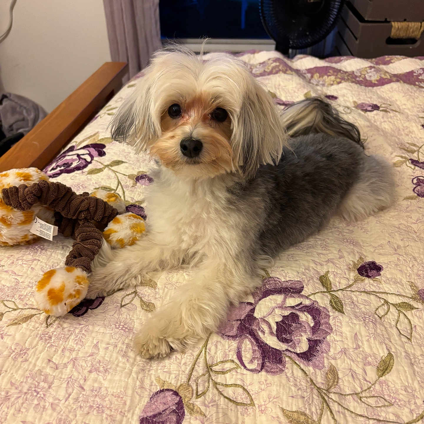 Kiki joined the competition — help win amazing prizes! dog, bed, quilt, plush_toy, floral_pattern, indoor, pet, fur, cute, small_dog, toy, resting, looking_at_camera, cozy, bedroom, curtain, window, fan, wooden_furniture, relaxed