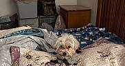 Kiki is registered to the contest to win money with this photo: animal, bed, blanket, cozy, decor, dog, fabric, fluffy, furniture, home, indoor, patterned, pet, pillow, quilt, sleeping_area, small_dog, storage_basket, wall_art, wooden_headboard