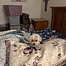 Kiki is registered to the contest to win money with this photo: dog, bed, blanket, pillow, quilt, fluffy, small_dog, indoor, home, furniture, wooden_headboard, decor, wall_art, storage_basket, cozy, pet, sleeping_area, fabric, patterned, animal