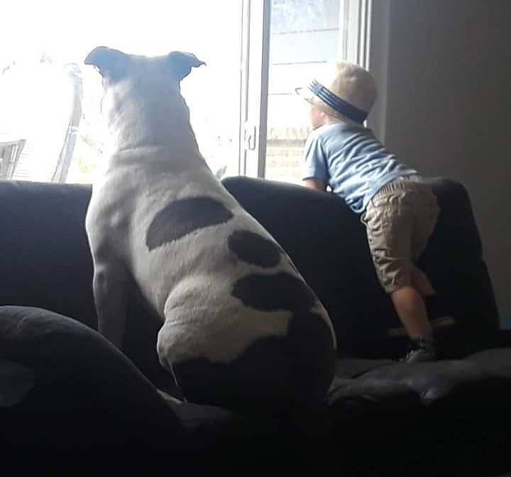 Keno is registered to the contest to win money with this photo: canidae, carnivore, comfort, companion_dog, couch, dog, dog_breed, fawn, fur, guard_dog, hat, non_sporting_group, room, sitting, snout, sporting_group, sun_hat, whiskers, window, working_animal