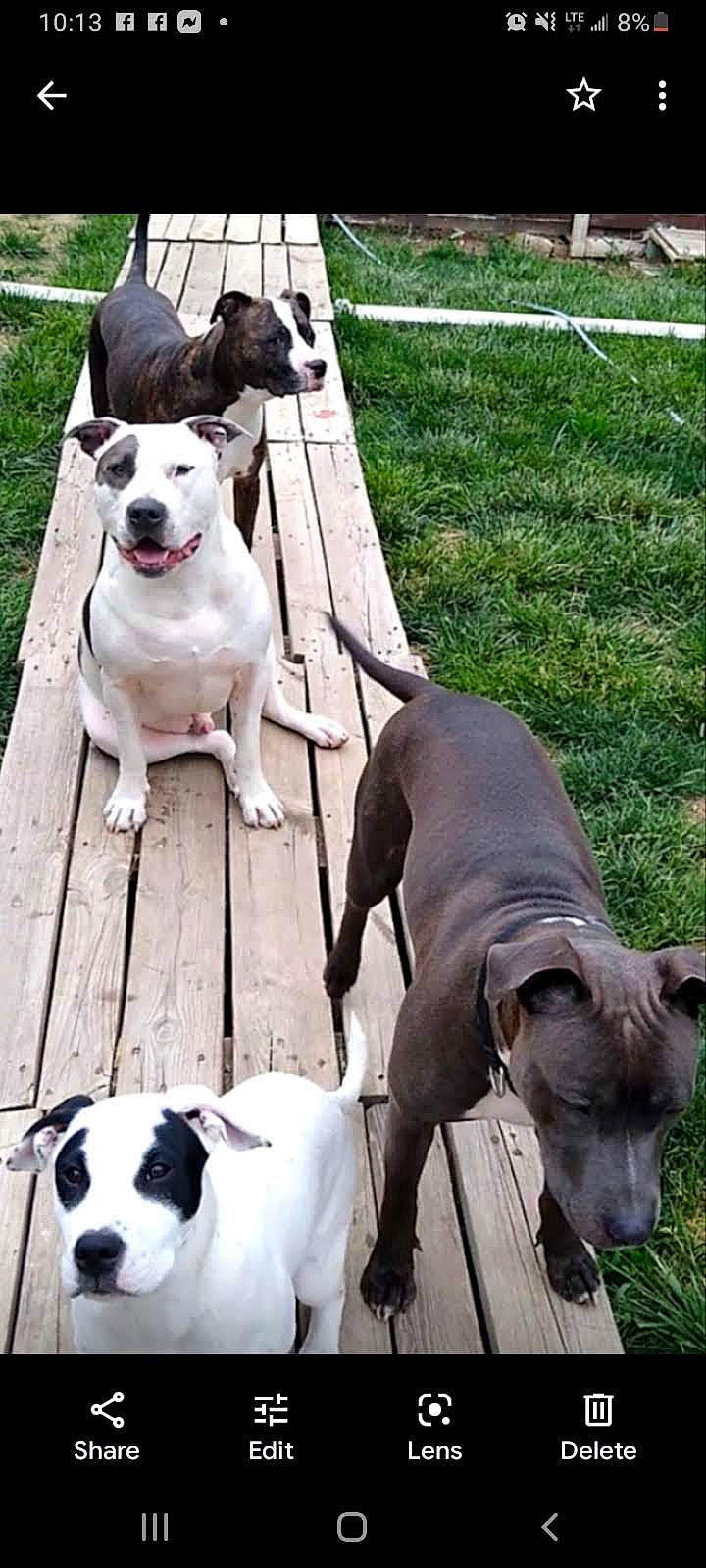 Keno joined the competition — help win amazing prizes! canidae, carnivore, collar, companion_dog, dog, dog_breed, dog_collar, dog_supply, dog_walking, fashion_accessory, fawn, leash, mammal, pet_supply, snout, sporting_group, tail, vertebrate, white, working_animal