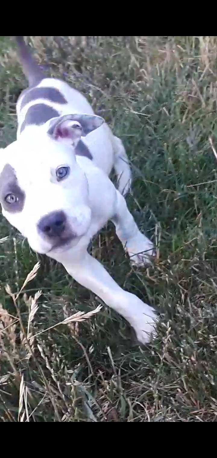 Keno joined the competition — help win amazing prizes! canidae, carnivore, collar, companion_dog, cordoba_fighting_dog, dog, dog_breed, dog_collar, dog_supply, fawn, grass, hunting_dog, non_sporting_group, plant, snout, soil, sporting_group, tail, terrestrial_animal, working_animal