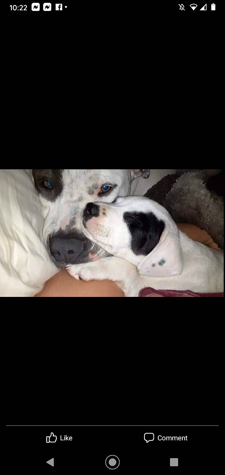 Keno is registered to the contest to win money with this photo: bored, carnivore, comfort, companion_dog, darkness, dog, dog_breed, flash_photography, fur, linens, love, mammal, monochrome_photography, photo_caption, snout, sporting_group, square, vertebrate, whiskers, working_animal