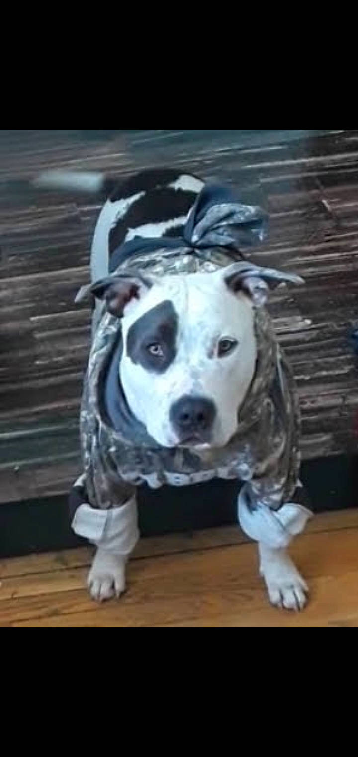 Keno joined the competition — help win amazing prizes! carnivore, companion_dog, dog, dog_breed, dog_collar, dog_supply, flooring, fur, grey, guard_dog, hardwood, non_sporting_group, pet_supply, plank, snout, sporting_group, wood, working_animal, working_dog